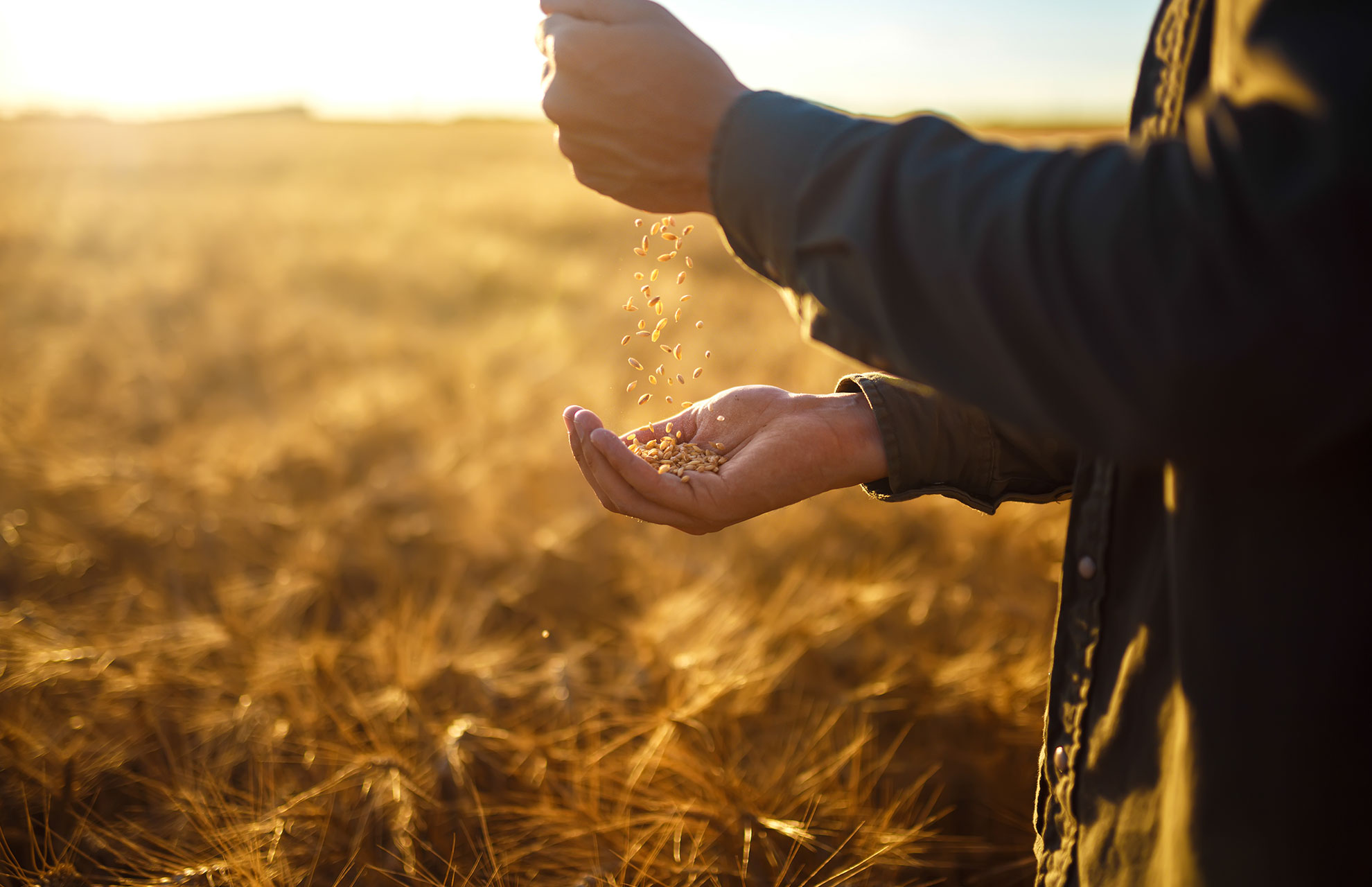 hand outdoors with grain