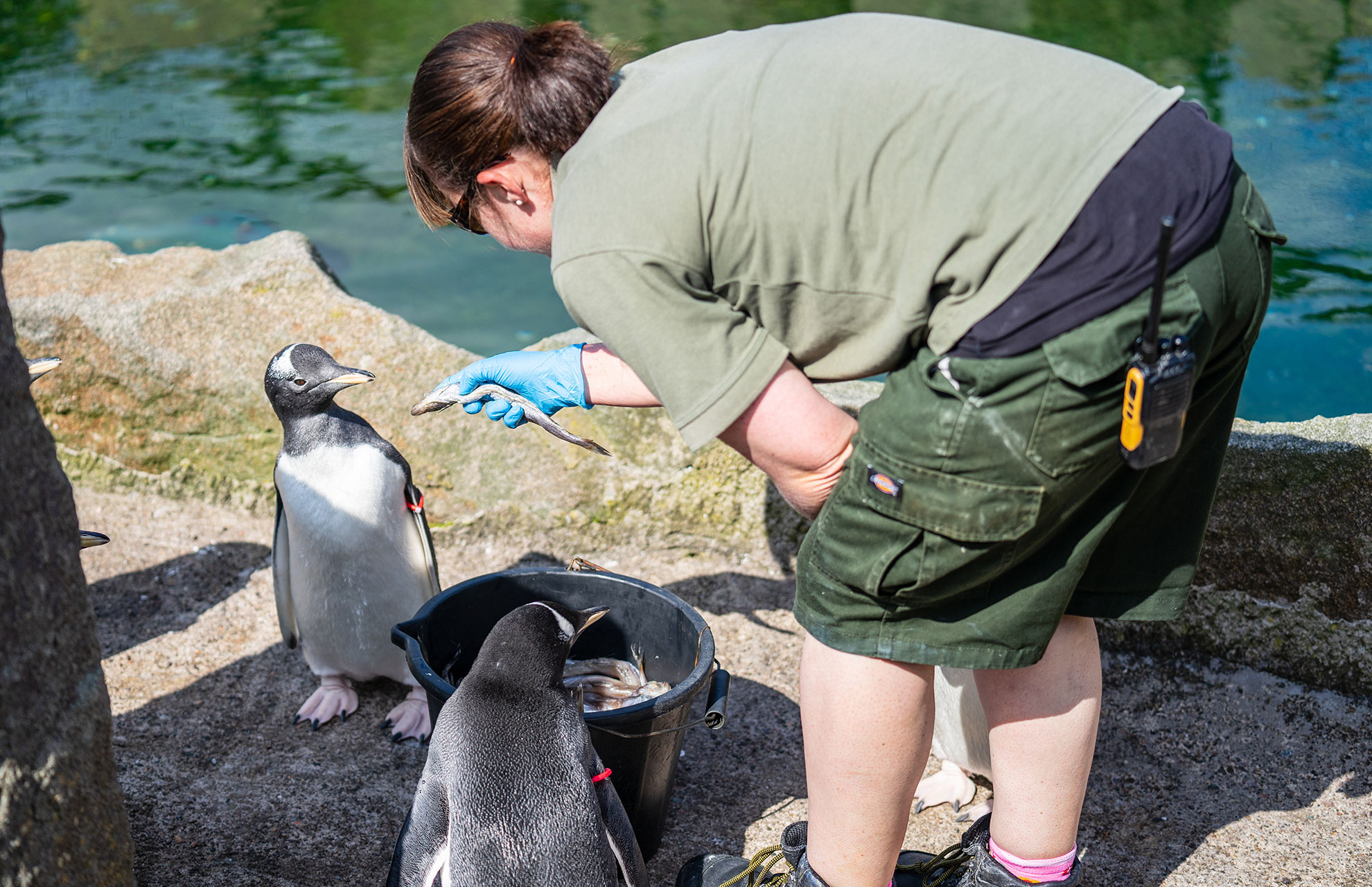 zookeeper feeding a penguin